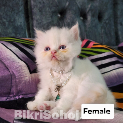 Parsian kitten